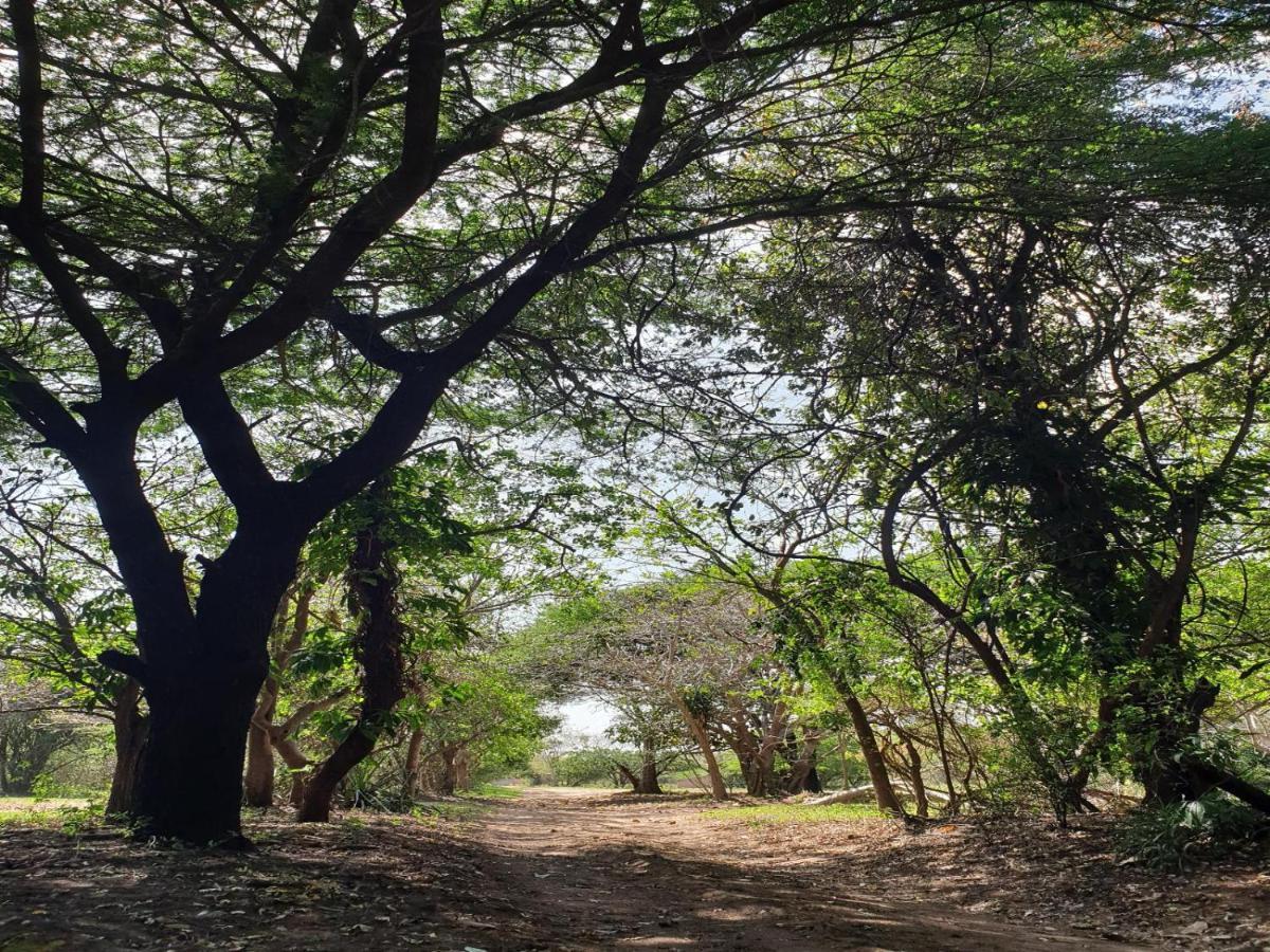 Pumusa Bushcamp フルフルウェ エクステリア 写真